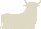 Bull